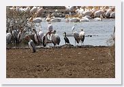 03LakeManyara - 47 * Yellow-billed Storks, Great Cormorant, Great White Peilcans.